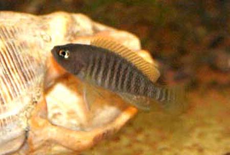   (Neolamprologus multifasciatus)