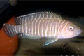   (Neolamprologus similis)