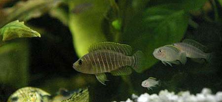   (Neolamprologus similis)