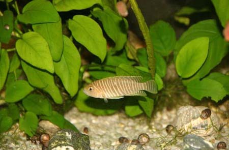   (Neolamprologus similis)