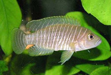   (Neolamprologus similis)