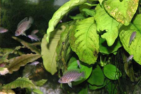   (Neolamprologus similis)