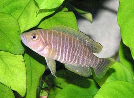   (Neolamprologus similis)