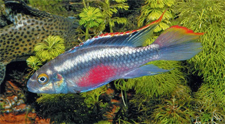 Самец попугая обыкновенного (Pelvicachromis pulcher).