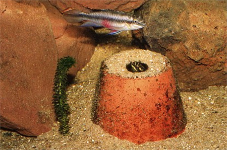 В самом начале нерестового периода самка попугая обыкновенного (Pelvicachromis pulcher) очищает пещеру, вынося во рту лишний песок.