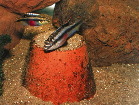 После нереста самка попугая обыкновенного (Pelvicachromis pulcher) приобретает особенно красивую окраску. Очень интенсивно выделяется продольная черная полоска.