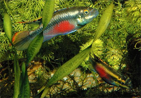Пара географической морфы попугая обыкновенного (Pelvicachromis pulcher). Окраска в некоторой степени отличается от типичной.