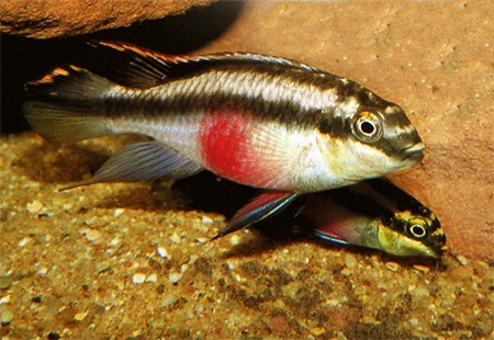 Часто с мальками попугая обыкновенного (Pelvicachromis pulcher) остаются оба родителя