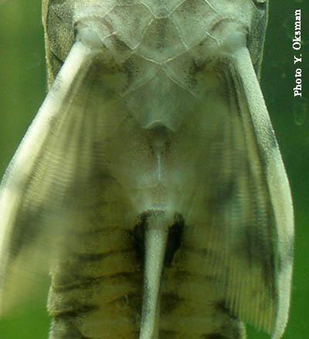 Генитальная папила самца панамской стурисомы (Sturisoma panamense).