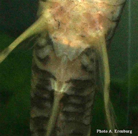      (Sturisoma panamense).