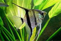  (Pterophyllum scalare)