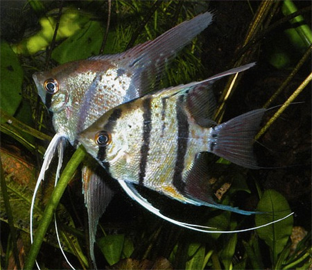  «» Pterophyllum scalar,  , .