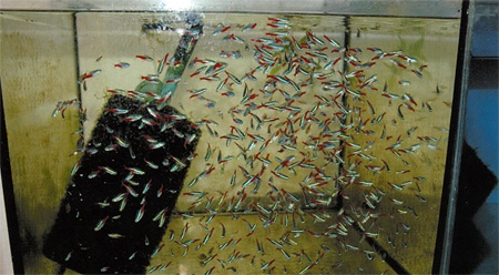 Выростной аквариум с неонами Paracheirodon innesi в разводне Ярослава Дворжака