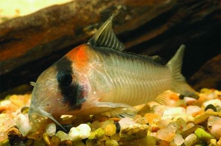   (Corydoras adolfoi).