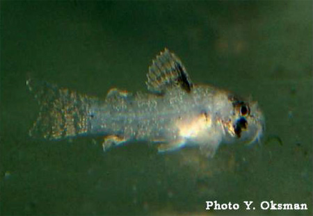     (Corydoras adolfoi).