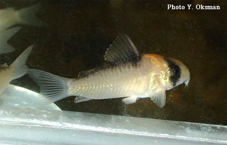     (Corydoras adolfoi).