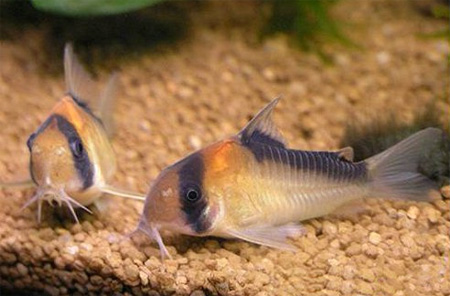   (Corydoras adolfoi).