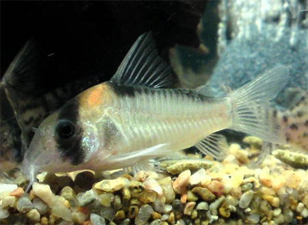   (Corydoras adolfoi).