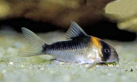   (Corydoras duplicareus).