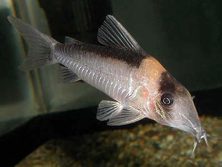 - (Corydoras imitator).