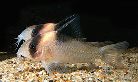   (Corydoras burgessi).