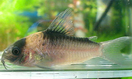   (Corydoras nijsseni).