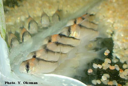    (Corydoras adolfoi).