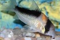    (Corydoras adolfoi)