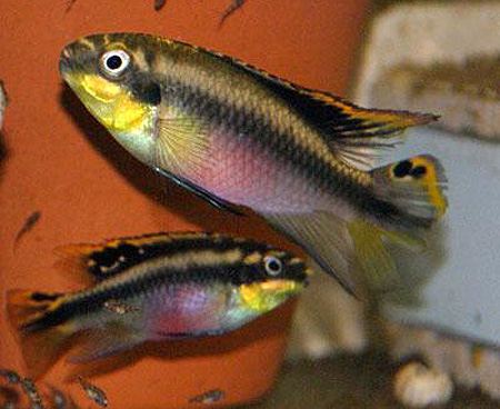 Цихлида-попугай, Крибенсис или Пельвикахромис пульхер (Pelvicachromis pulcher)
