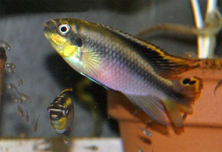 Пельвикахромис пульхер (Pelvicachromis pulcher). Самец
