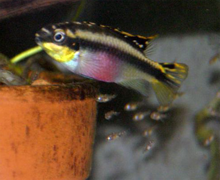Пельвикахромис пульхер (Pelvicachromis pulcher). Самка