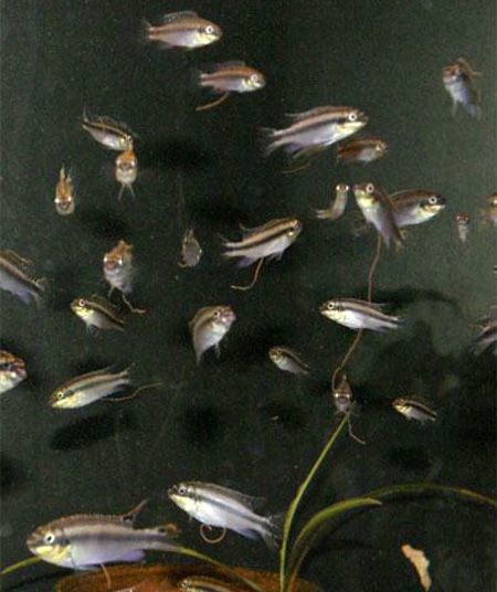 Пельвикахромис пульхер (Pelvicachromis pulcher). Подрастающее поколение