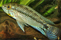      (Apistogramma commbrae)