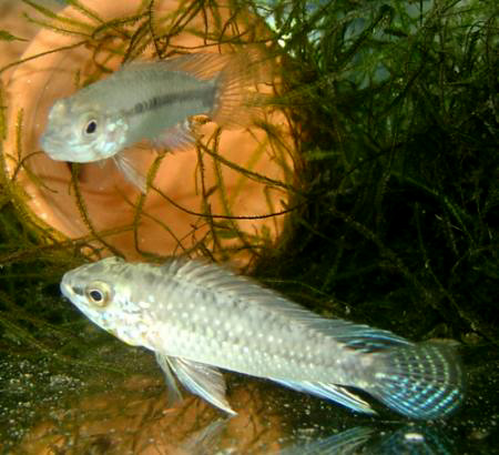      (Apistogramma commbrae)