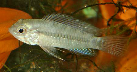      (Apistogramma commbrae)