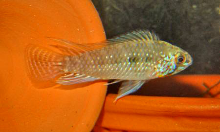      (Apistogramma commbrae)