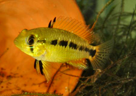      (Apistogramma commbrae)