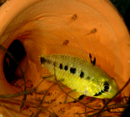      (Apistogramma commbrae)