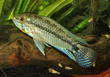      (Apistogramma commbrae)