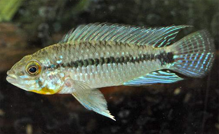      (Apistogramma commbrae)