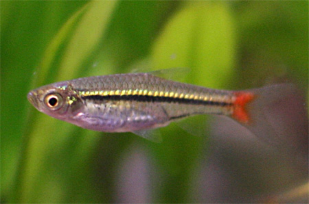 Расбора краснохвостая (Rasbora borapetensis)