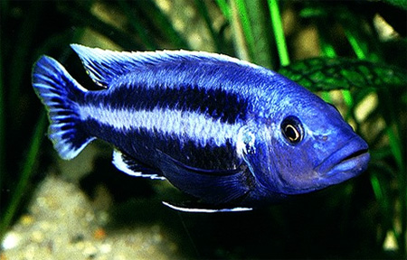 Меланохромис Чипока или меланохромис чипокский (Melanochromis chipokae)