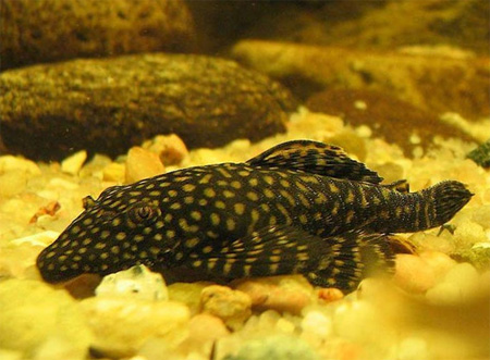 http://www.aquariumhome.ru/images/content/fish/104.jpg