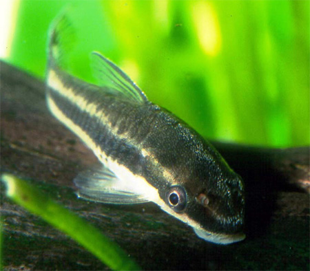   (Otocinclus affinis)