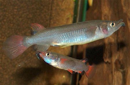  - (Nomorhamphus liemi)