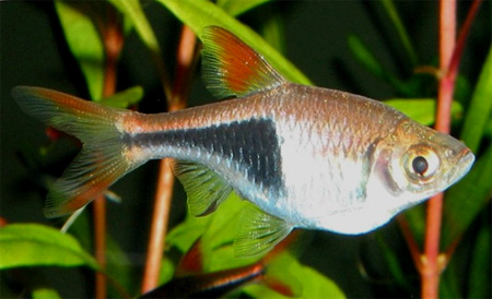 Расбора клинопятнистая или расбора гетероморфа (Rasbora heteromorpha, Trigonostigma heteromorpha)