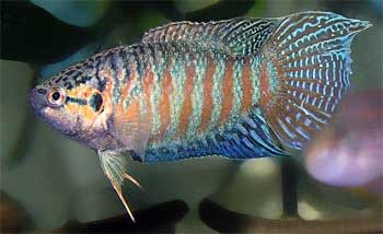  ,    (Macropodus opercularis)