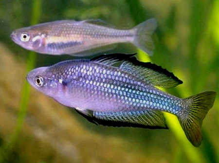 Меланотения речная (Melanotaenia fluviatilis)