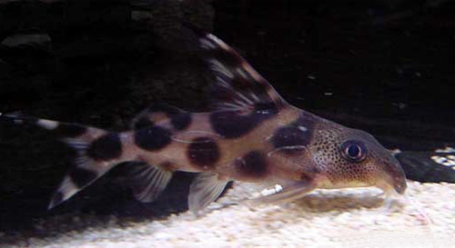 Флаговый синодонтис (Synodontis decorus)