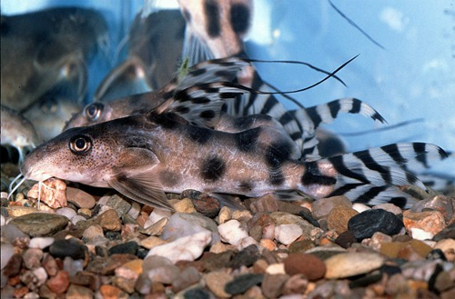   (Synodontis decorus)